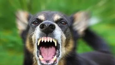 شیوع «هاری» در ایران/ مانور وحشتناک مافیای «سگ معاشی» 