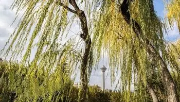 خبر ناخوشایند هواشناسی برای مردم تهران