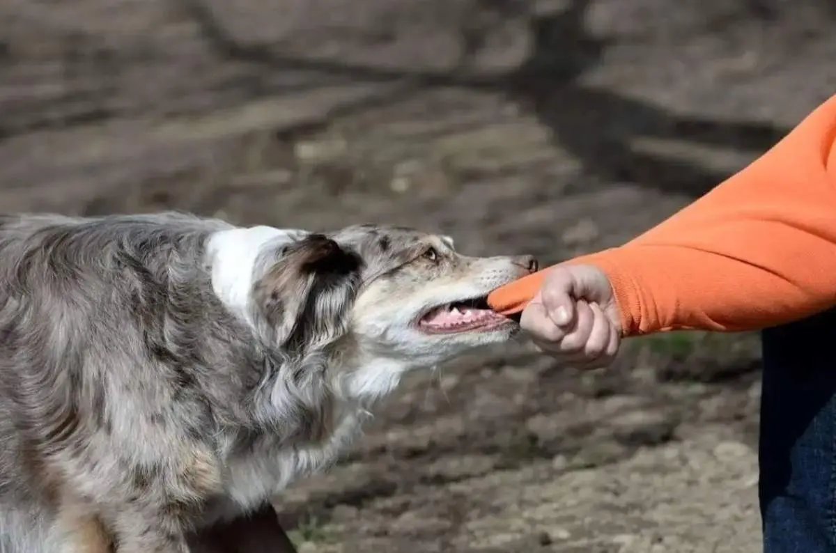 حمله گله‌ای سگ‌ها زن جوان را راهی بیمارستان کرد