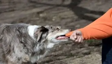 حمله گله‌ای سگ‌ها زن جوان را راهی بیمارستان کرد