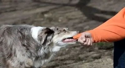 حمله گله‌ای سگ‌ها زن جوان را راهی بیمارستان کرد