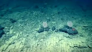 کشف جادۀ زرد آجری در اعماق اقیانوس

