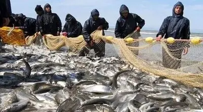 جدیدترین نرخ انواع ماهی در بازار امروز؛ ۱۴ آبان ۱۴۰۴