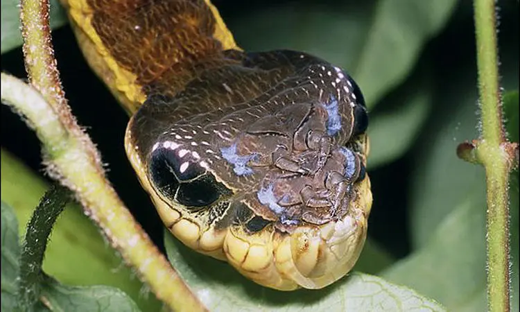 تصاویر شگفت‌انگیز کرم ابریشمی که  برای ترساندن دشمنان‌اش شبیه «مار» می‌شود! + فیلم
