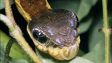 تصاویر شگفت‌انگیز کرم ابریشمی که  برای ترساندن دشمنان‌اش شبیه «مار» می‌شود! + فیلم
