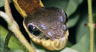 تصاویر شگفت‌انگیز کرم ابریشمی که  برای ترساندن دشمنان‌اش شبیه «مار» می‌شود! + فیلم
