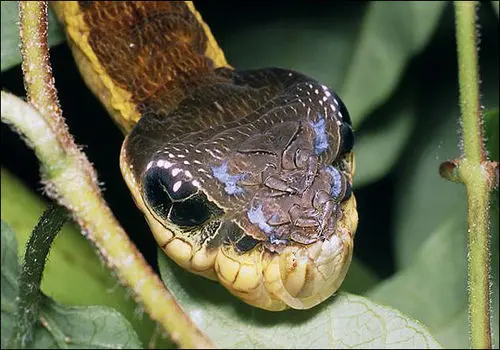 تصاویر شگفت‌انگیز کرم ابریشمی که  برای ترساندن دشمنان‌اش شبیه «مار» می‌شود! + فیلم
