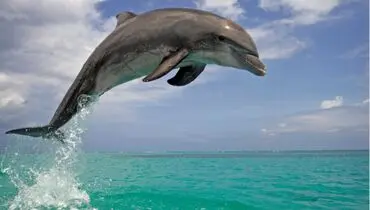 پاداش دلفین به کسی که آن را نجات داد+ فیلم

