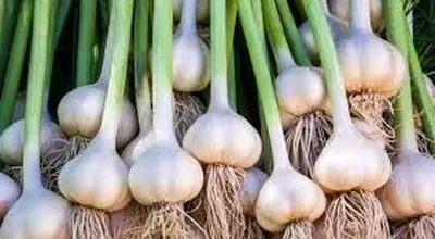 گیاه ضد سرماخوردگی قوی که از آن غافل شده اید
