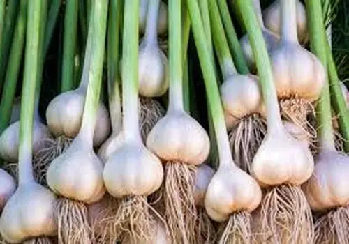 با این ترفند‌ها از عضله های خود هنگام کاهش وزن محافظت کنید
