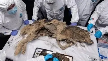 کشف عجیب توله گرگ ۱۴ هزار ساله‌ای با آخرین وعدۀ غذای‌اش + عکس
