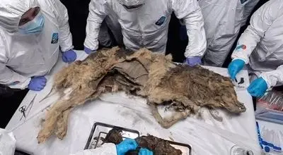 کشف عجیب توله گرگ ۱۴ هزار ساله‌ای با آخرین وعدۀ غذای‌اش + عکس
