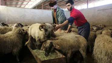 قیمت دام زنده امروز ۲۵ آبان 1404 + جدول