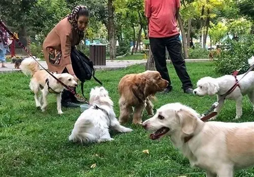 سود سگ گردانی!