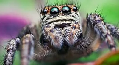 مادری در دنیای تارها؛ تصاویر دیدنی از عنکبوتی که فرزندانش را در آغوش دارد+ فیلم