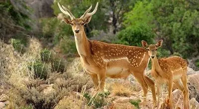 جنجال ذبح گوزن زرد ایرانی در مراسم اربعین


