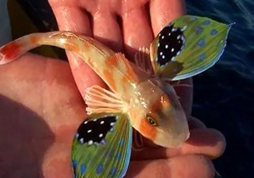 ماهی با طعم گرانی؛ نرخ جدید انواع ماهی در بازار