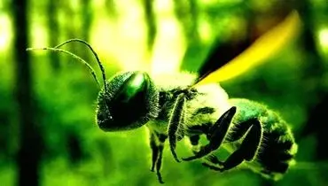لشکر زنبورهای جاسوس؛ ابزار جدید چین در حوزه نظامی + عکس