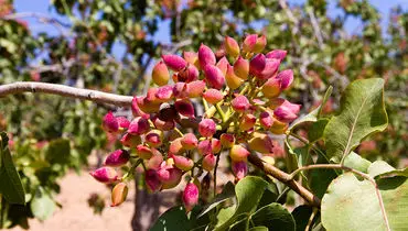 کاشت پسته در گلدان
