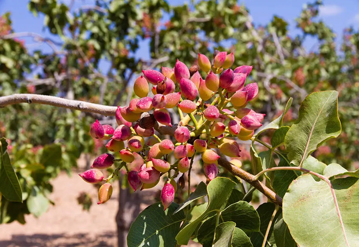 کاشت پسته در گلدان

