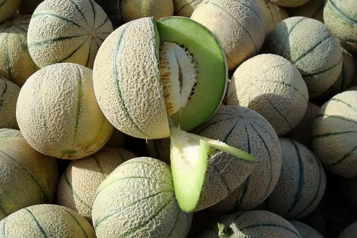 این افراد نباید طالبی بخورند!