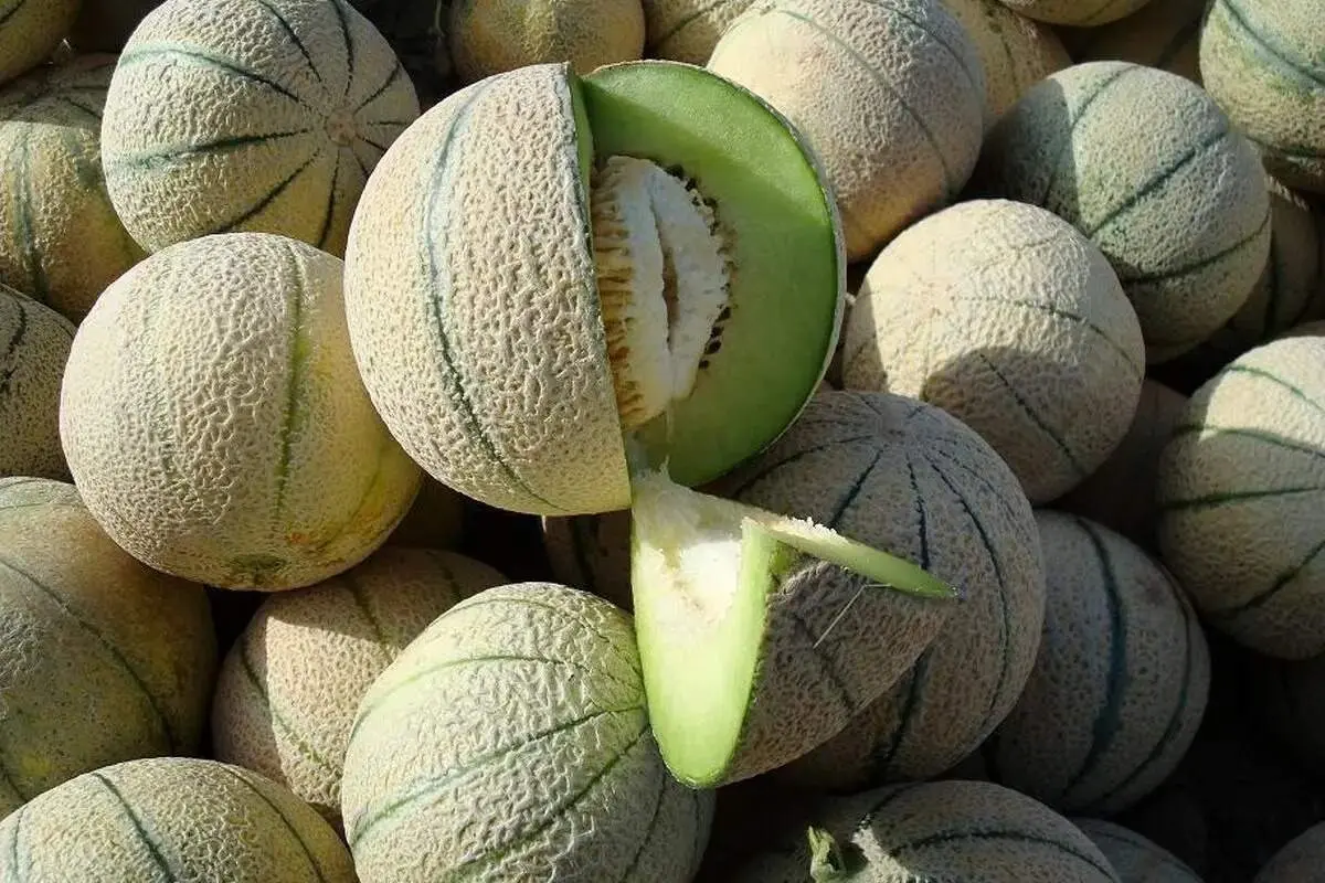 این افراد نباید طالبی بخورند!