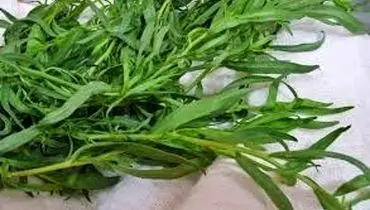 تحقیق درباره خواص و مضرات سبزی مرزه
