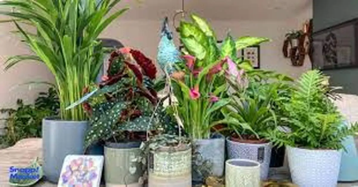  چرا از گلخونه گل و گیاه میاریم تو خونه، زود خراب میشه؟؟