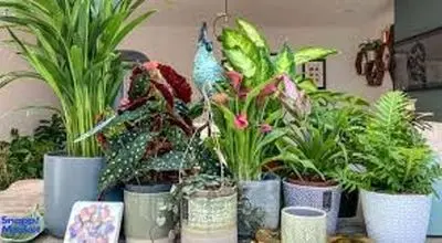  چرا از گلخونه گل و گیاه میاریم تو خونه، زود خراب میشه؟؟