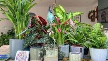  چرا از گلخونه گل و گیاه میاریم تو خونه، زود خراب میشه؟؟