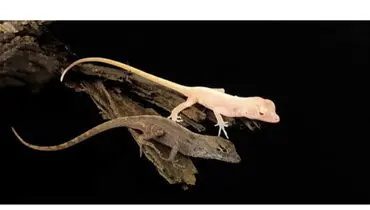 فریادعجیب مارمولک کویری 