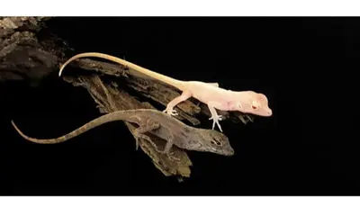 فریادعجیب مارمولک کویری 