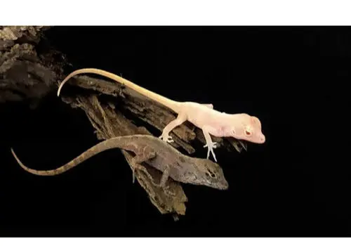 فریادعجیب مارمولک کویری 