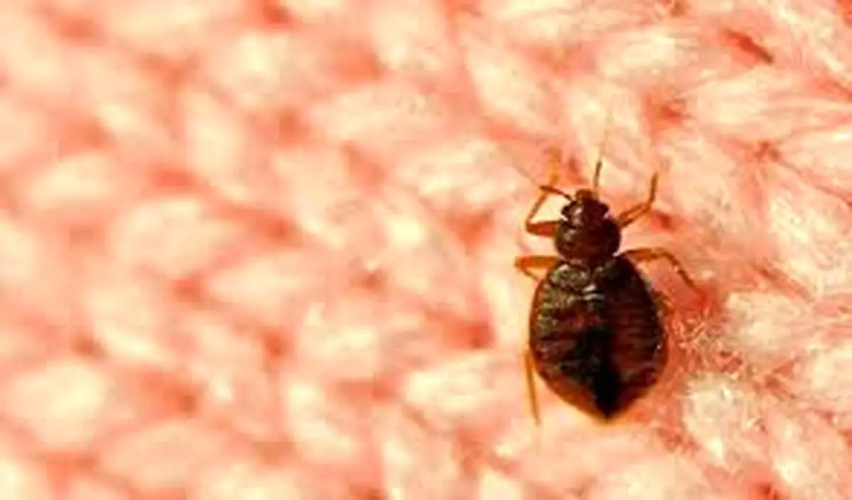  کک فرش چیست و قالیشویی چه کمکی می کند؟