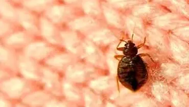  کک فرش چیست و قالیشویی چه کمکی می کند؟