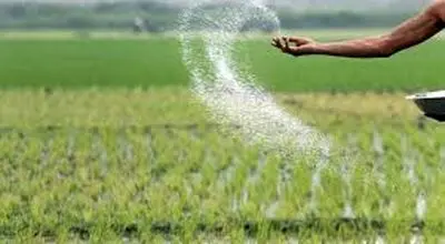 سم کشنده محصول شما چیست؟ ۷ اشتباه رایجی که کشاورزان در کوددهی مرتکب می‌شوند