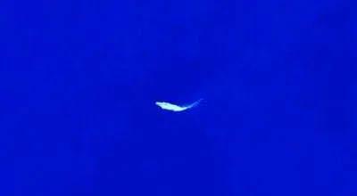 ناو آمریکایی در نزدیکی سواحل جنوب عمان+  عکس