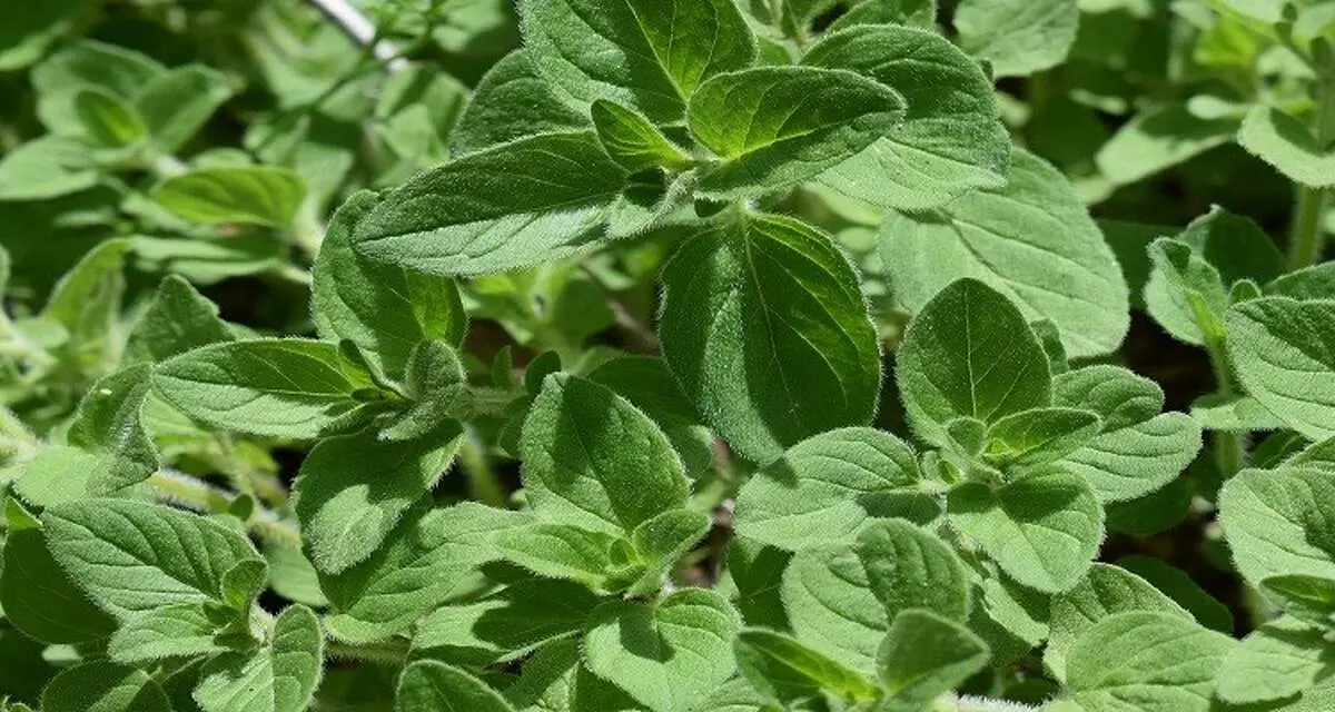 این گیاه معطر عفونت را بهبود می‌بخشد

