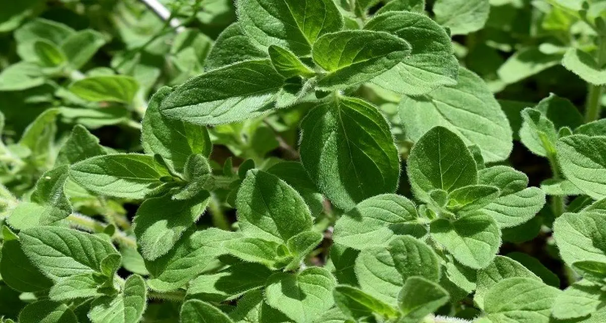 این گیاه معطر عفونت را بهبود میبخشد