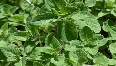 این گیاه معطر عفونت را بهبود می‌بخشد


