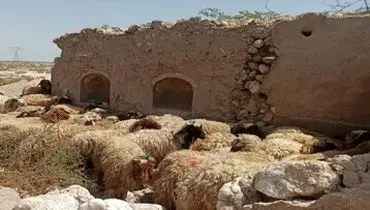 قیمت جدید دام زنده اعلام شد