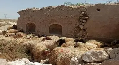 قیمت جدید دام زنده اعلام شد