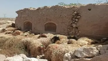 قیمت جدید دام زنده اعلام شد