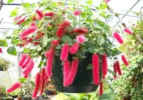 کی به کی حمام بریم؟