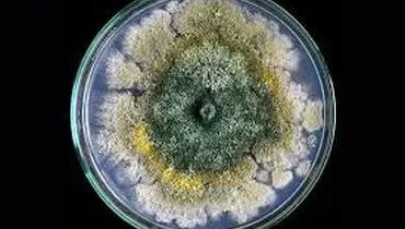 وجود این کپک ها روی غذا خطرناک است