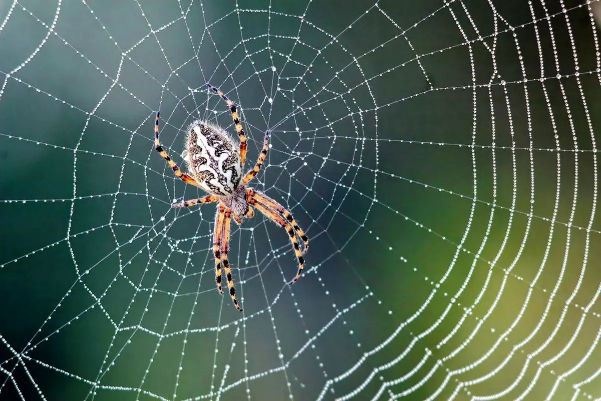 طراحی پیچیده و عجیب عنکبوت در ساخت خانه اش+ فیلم