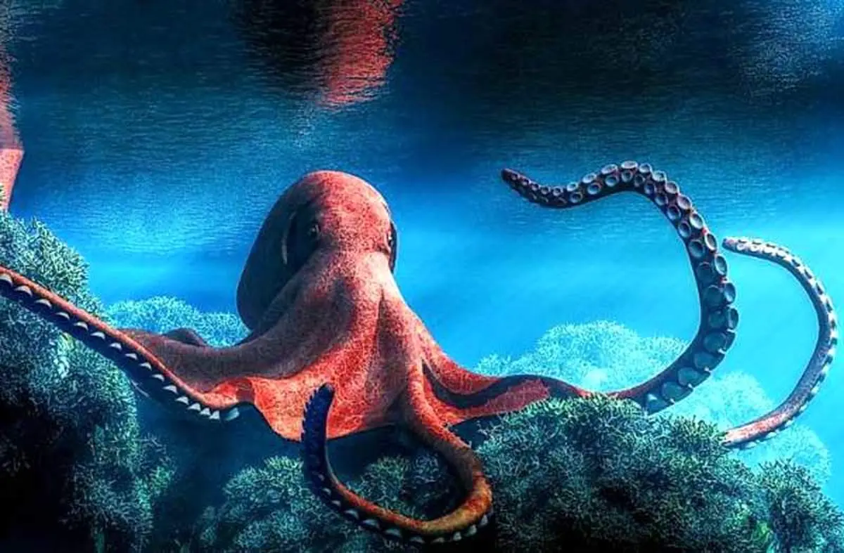 تحقیق در مورد انواع هشت پا ( اختاپوس ) و غذای آن
