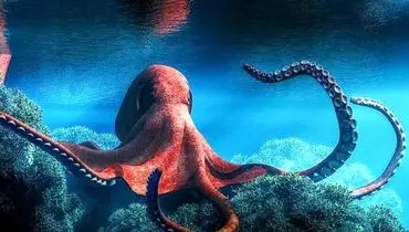 تحقیق در مورد انواع هشت پا ( اختاپوس ) و غذای آن
