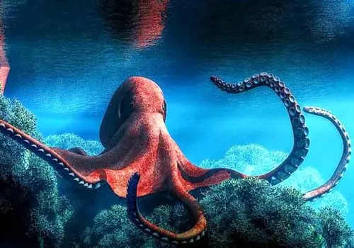 فلفل تند خوردم چه چیزی بخورم تندیش می رود؟