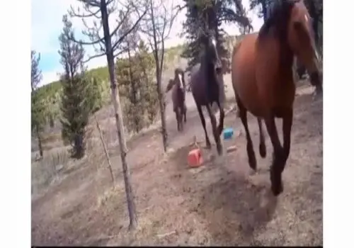 شکار نفس‌گیر شاخ‌چنگی؛ وقتی ائتلاف یوزها طعمه را محاصره کرد